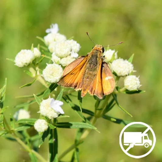 minä perhonen パッチンピン 6cm  #2-210 Mountain Mint (Pycnanthemum virginianum) 3-pack of pots — Blazing